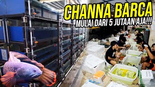 Download lagu CHANNA BARCA FISH FACTORY!!! UNBOXING THOUSANDS OF CHANNA AURANTI FROM INDIA!!! mp3