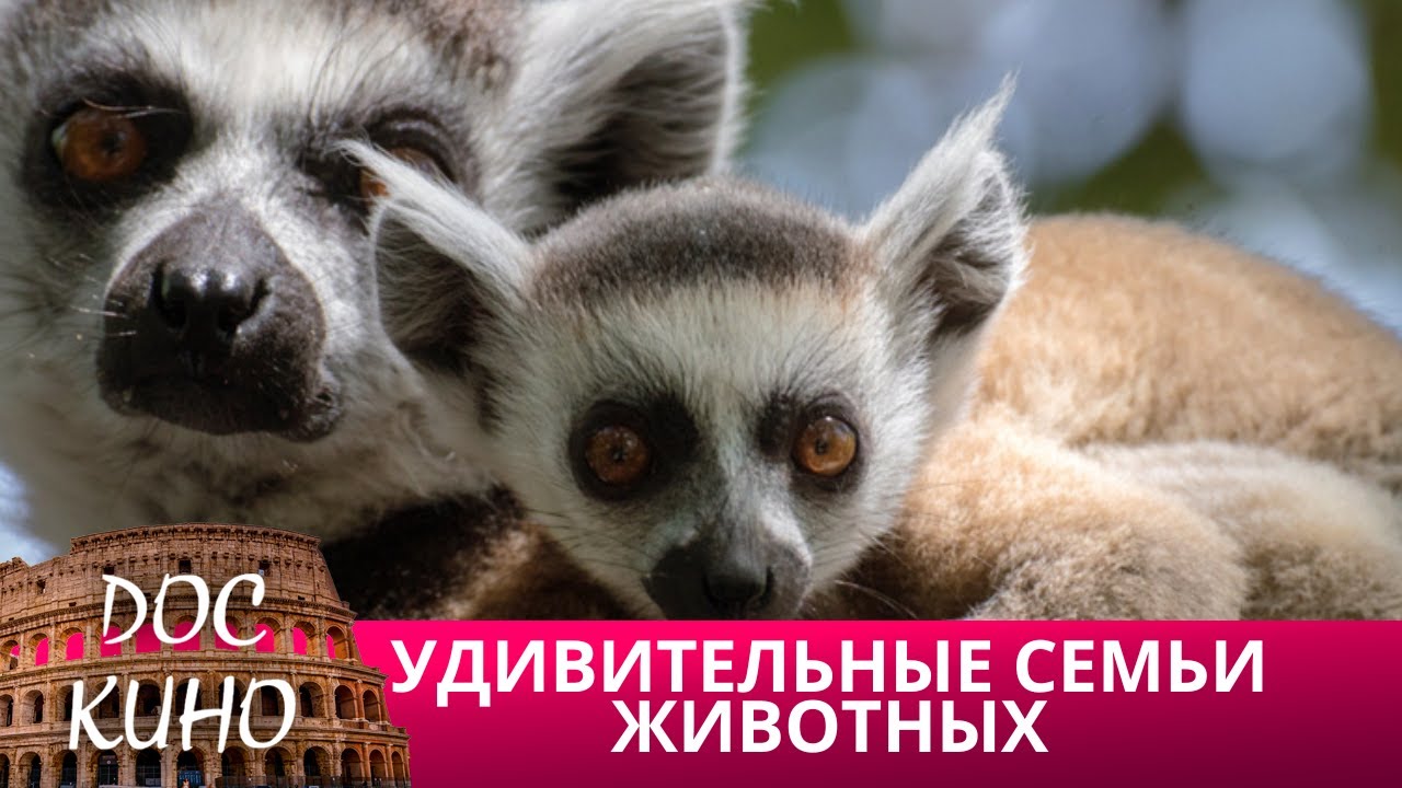 🎭УДИВИТЕЛЬНЫЕ СЕМЬИ ЖИВОТНЫХ 🌎 ДОКУМЕНТАЛЬНОЕ КИНО 🎆 2018