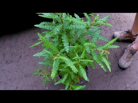 #TreeTipTuesday - Comptonia peregrina Sweetfern