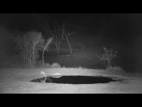 Djuma: Duiker drinks at the pan - 03:47 - 09/28/21