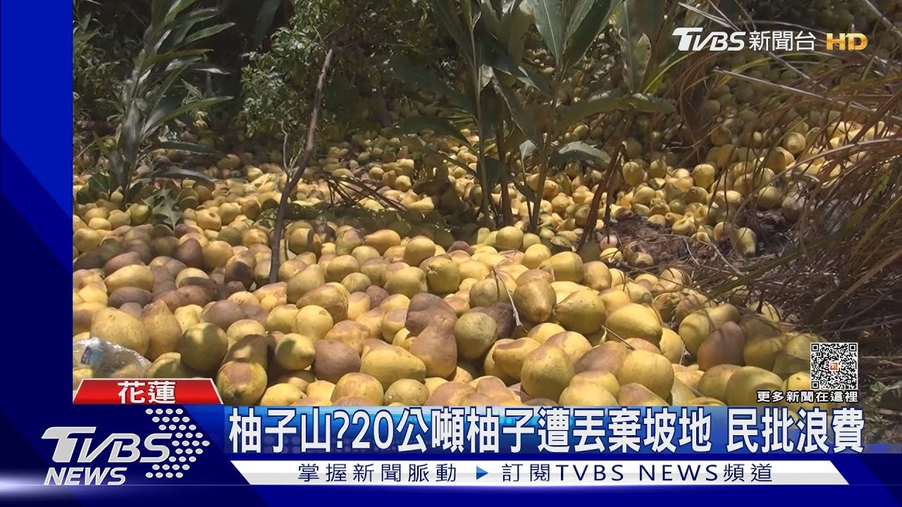柚子山? 20公噸柚子遭丟棄坡地民批浪費