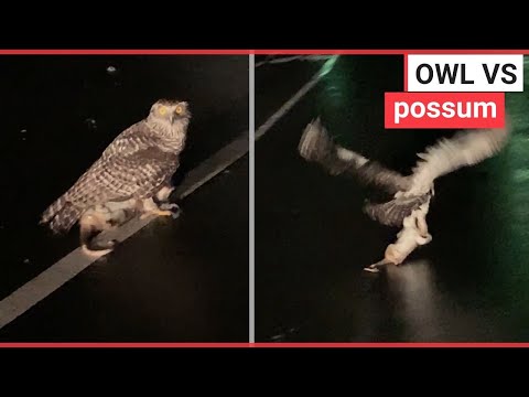 Injured owl flies off carrying a massive possum | SWNS TV
