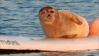Seal Surfer  &amp; music by Vangelis (bon voyage)