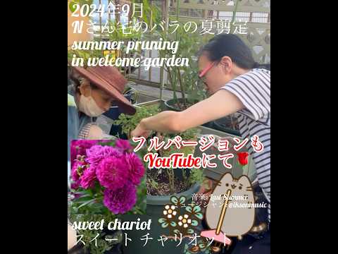 低木のバラを正しくカットする トピックス