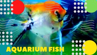 Аквариумные рыбки Aquarium fish 
Подпишитесь на канал  https://www.youtube.com/c/ziminvideo
Аквариум с красивыми рыбками. Можно часами наблюдать и наслаждаться природой подводного мира, жизнью рыбок. У каждой рыбки свой характер и