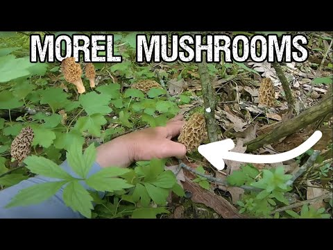 How to find MOREL MUSHROOMS (Tips/Tricks)