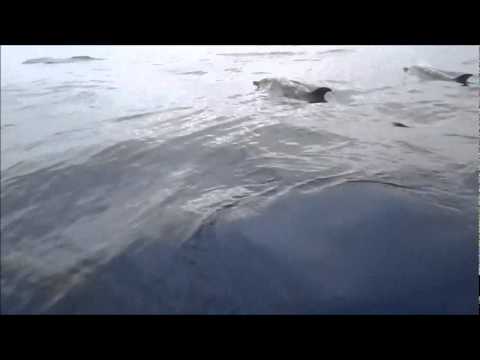 Dauphins des Açores