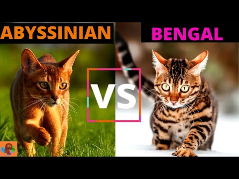 The Abyssinian Cat vs The Bengal Cat (Breed Comparison)!