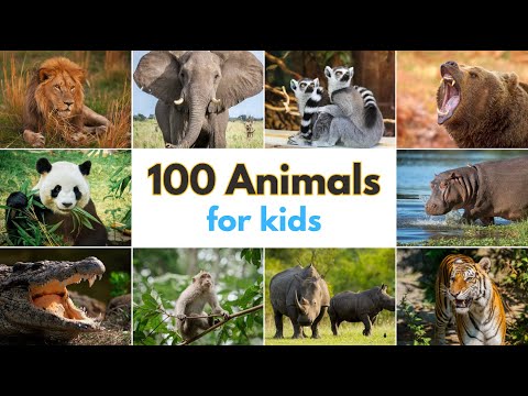 100 Animals for Kids | Learn Wild Animals Names with 100 Different Animals for Kids