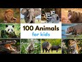 100 Animals For Kids Learn Wild Animals Names With 100 Different Animals For Kids