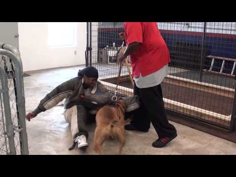The BullPen Dog Training Center video.