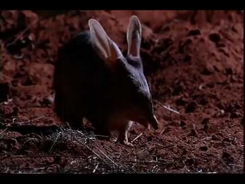 The Bilby Brothers TRAILER