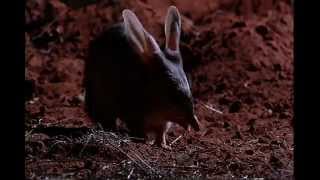 The Bilby Brothers TRAILER