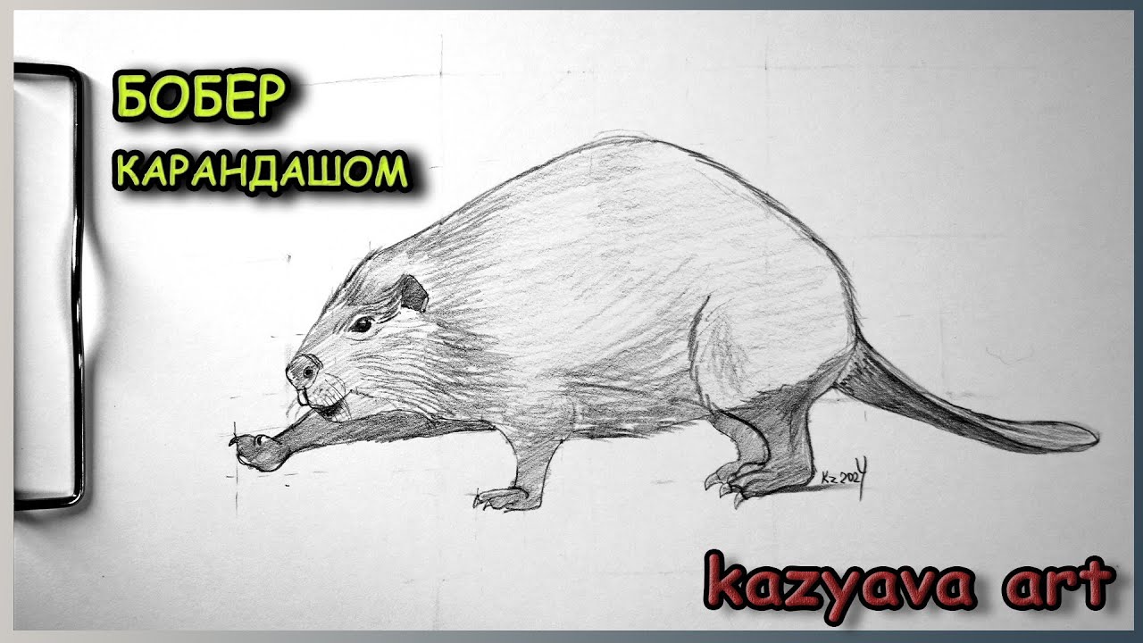 Как нарисовать БОБРА карандашом. Поэтапное рисование