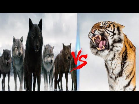 1 Tiger VS 20 Wolves || Siberian Tiger VS Wolf Pack | Can A Siberian Tiger Defeat Entire Wolf Pack