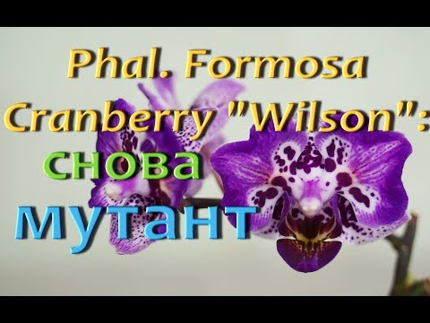 ОРХИДЕЯ "БАБОЧКА":снова МУТАНТ,Phal. Formosa Cranberry Wilson