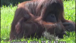 preview picture of video 'Touroparc  à Romanèche Thorins  71 - L'Orang-Outan   -'