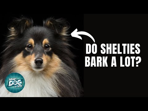 12 Things Only Sheltie Dog Owners Understand