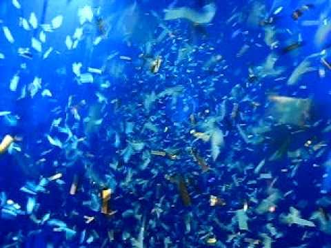 ADE 2010 pres. Paul van Dyk @ Escape Club , Amsterdam 5/7 Confetti Rain