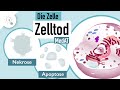Cell death: Apoptosis & Necrosis | MedAT | Biology