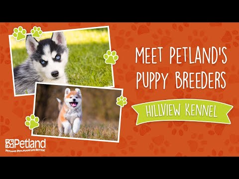 Petland Breeder Vlog Hillview Kennel – Short Version