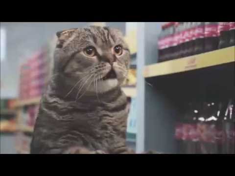 Netto-Katzen 10 Stunden // 10 hours of Cats // HD
