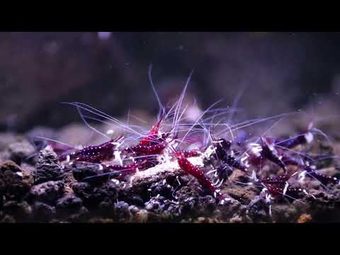White Sock Sulawesi Early Morning Feeding