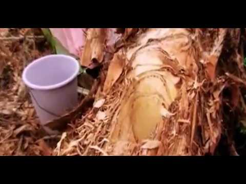 Miles de personas celebran el Festival del Vino de Coyol en Catacamas, Olancho