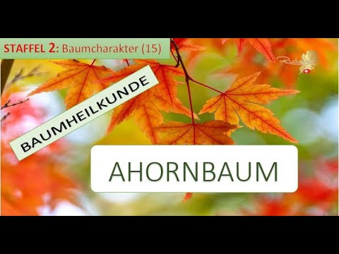 Der AHORNBAUM in der Baumheilkunde - Die Doppeldeutigkeit der menschlichen Aufgabe