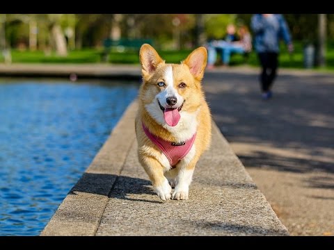 YouTube video about: How do dogs say thank you?
