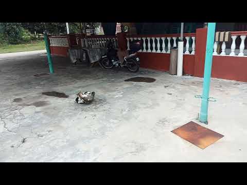 Cat fight for territory