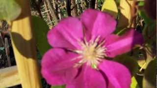 STAY...BONNIE TYLER.