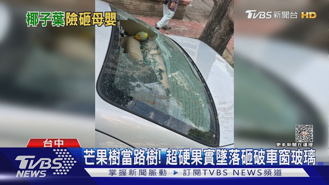 3公斤大王椰子樹葉瞬間掉落險 砸路過母嬰