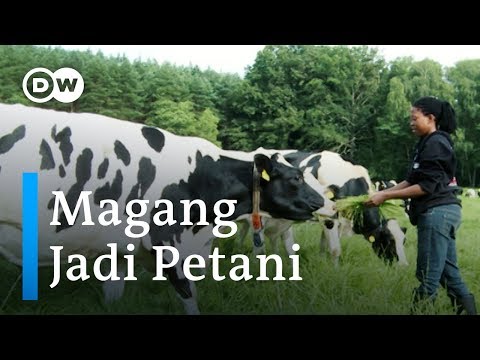 St John Wort untuk potensi laki-laki Pembesaran penis di Tula
