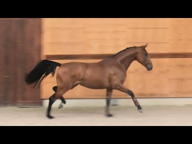 gaits