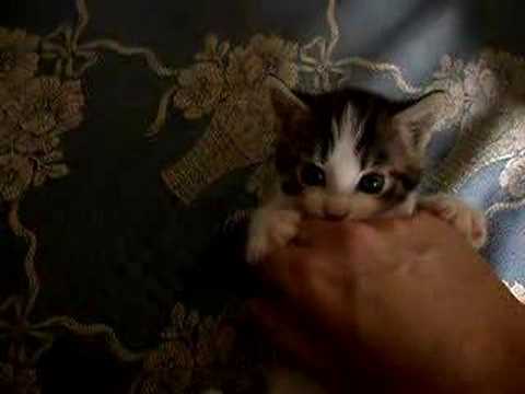 Cute Cat Carli wondering what this is...