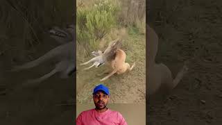 Caramelo foi no Prea😱