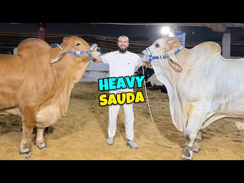 3 Janwaron ka soda hogaya 😍 Adhi raat ko itna rush hogaya 🐂