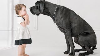 Top 10 Dog Breeds For Kids