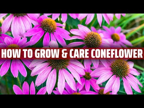 Coneflower – How to grow and care for it
