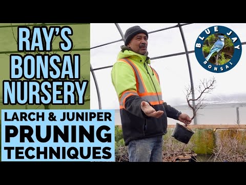 Learning Larch & Juniper Pruning Techniques @ Ray's Bonsai Nursery