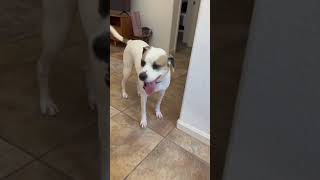 Video preview image #1 Bullboxer Pit Puppy For Sale in Chandler, AZ, USA