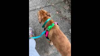 Video preview image #1 Boxer-Staffordshire Bull Terrier Mix Puppy For Sale in Holly Springs, NC, USA