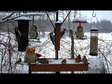 Feeder Birds Galore Visit Snowy Cornell Lab Feeders – Feb. 2, 2021