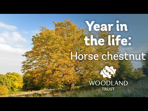 A year in the life of a horse chestnut tree