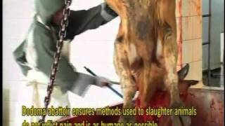 গরু মোটাতাজা করন