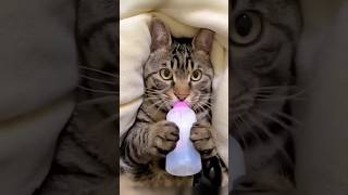 Download lagu Cat Wants#fypジ mp3