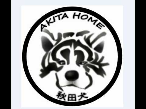 comment trouver un akita inu