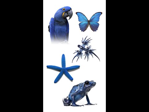 🔵 5 Incredible Blue Animals | 5 Blue Animals #bluechallenge #blueanimals