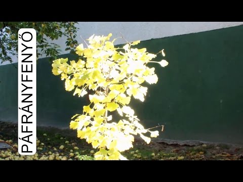 GINKGO BILOBA - PÁFRÁNYFENYŐ